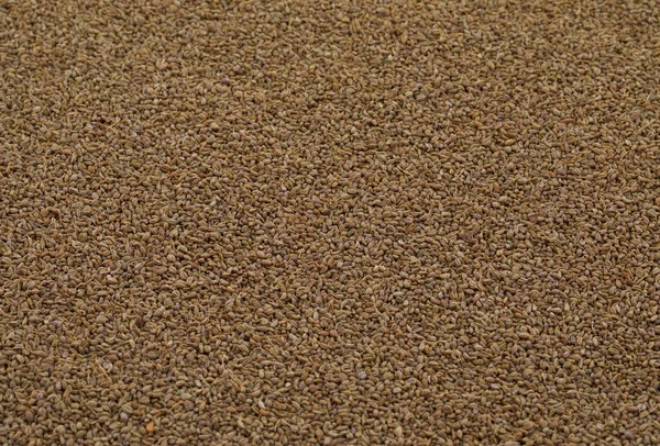 Taze Ajwain, Ajowan, Caraway veya Trachyspermum Ammi olarak da bilinir.