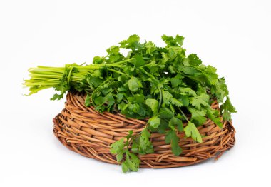 Taze kişniş ya da Hint Dhaniya Beyaz Arkaplanda İzole Edildi