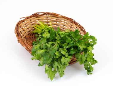 Taze kişniş ya da Hint Dhaniya Beyaz Arkaplanda İzole Edildi