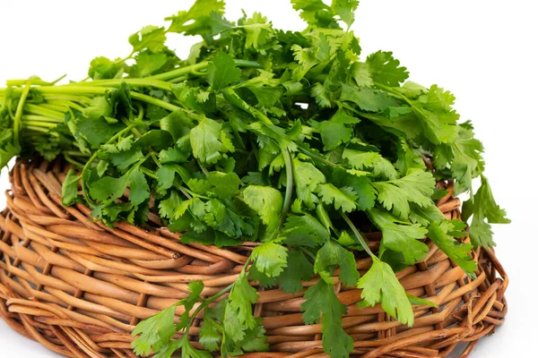 Taze kişniş ya da Hint Dhaniya Beyaz Arkaplanda İzole Edildi