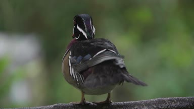 Ağır çekim shot ahşap ördek