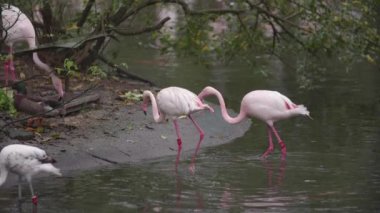 Flamingolar veya flamingoları yavaş çekim