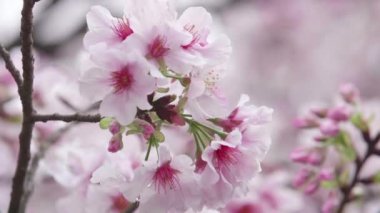 Cherry Blossom veya Sakura yavaş çekimde Rüzgar