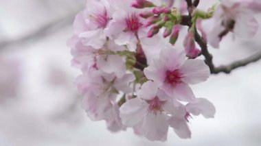Yavaş çekim bir arı nektarı Cherry Blossom veya Sakura rüzgarda içme