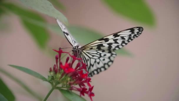 Slow Motion Shot Fjäril Blomma — Stockvideo