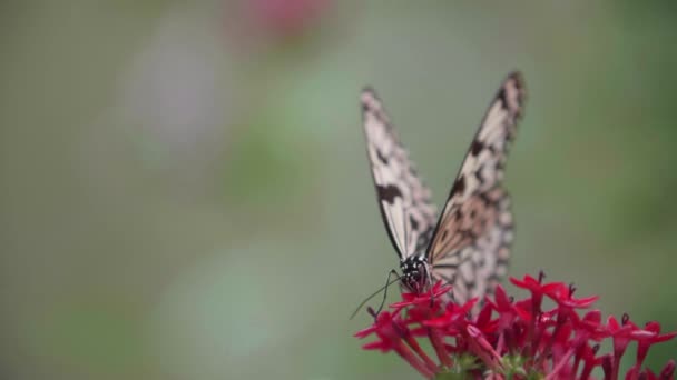 Медленный Кадр Бабочки Цветке — стоковое видео