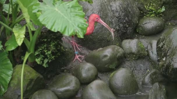 Scatto Rallentatore Scarlet Ibis Eudocimus Ruber — Video Stock