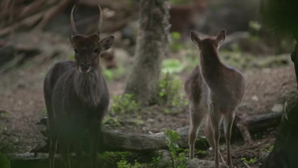 Slow Motion Shot Sika Deer Cervus Nippon — Stock Video
