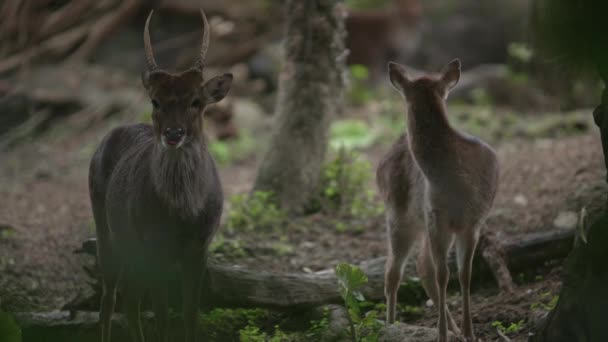 Slow Motion Shot Sika Hjortar Cervus Nippon — Stockvideo