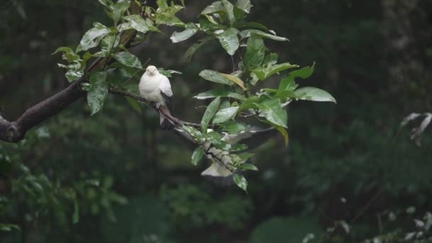 Zpomalený Záběr Rybařík Imperiální Holub Ducula Bicolor — Stock video