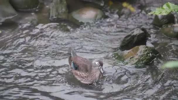 Prise Vue Ralenti Canard Mandarin Femelle Aix Galericulata — Video