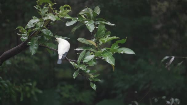 Slow Motion Shot Pied Imperial Pigeon Ducula Bicolor — Stock Video
