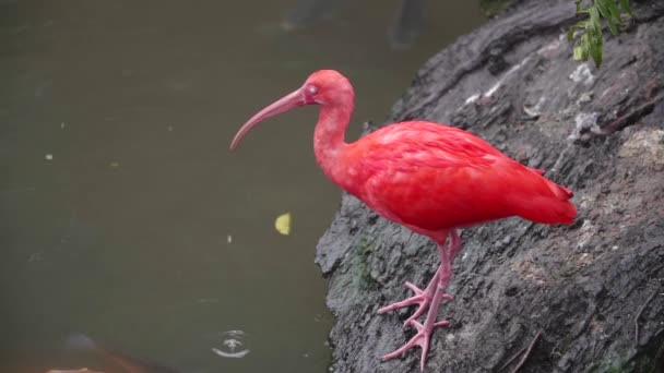 Zpomalený Záběr Scarlet Ibis Eudocimus Ruber — Stock video