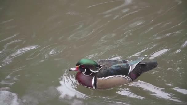 Lento Tiro Movimento Pato Madeira — Vídeo de Stock