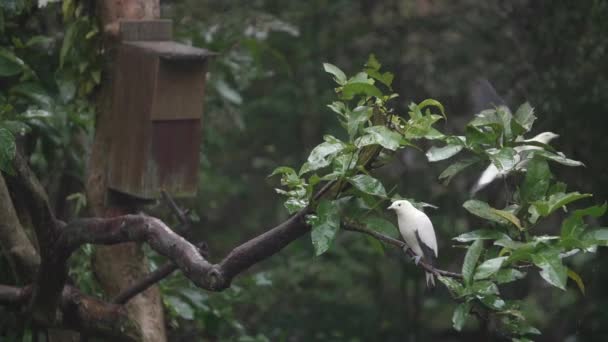 Slow Motion Shot Pied Imperial Pigeon Ducula Bicolor — Stock Video