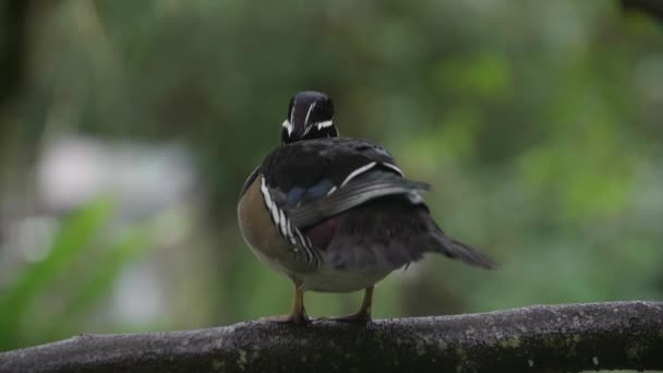 Slow Motion Shot Wood Duck — Stockvideo