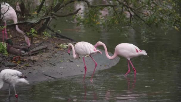 Filmagem Câmara Lenta Flamingos Flamingos — Vídeo de Stock