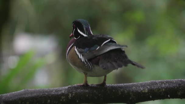 Slow Motion Shot Wood Duck — Stock Video