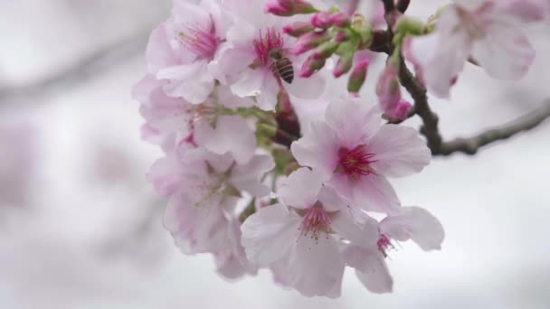 Zeitlupenaufnahme Einer Biene Die Nektar Aus Kirschblüten Oder Sakura Wind — Stockvideo