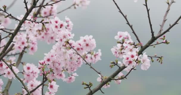 Kiraz Çiçeği Rüzgarda Sakura — Stok video