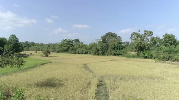 Εναέρια Άποψη Του Τομέα Του Ρυζιού Στην Βορειοανατολική Ταϊλάνδη — Αρχείο Βίντεο