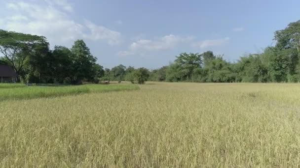 Kuzeydoğu Tayland Pirinç Alanının Havadan Görünümü — Stok video