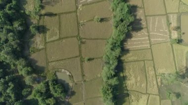 Kuzeydoğu Tayland pirinç alanının havadan görünümü