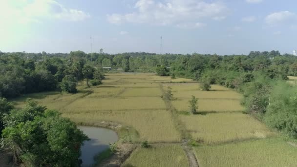 Kuzeydoğu Tayland Pirinç Alanının Havadan Görünümü — Stok video