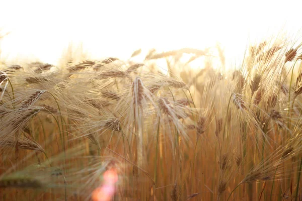 Campo Trigo Céu Fundo — Fotografia de Stock