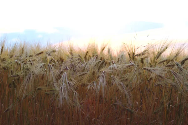 Vetefält Himmel Bakgrund — Stockfoto