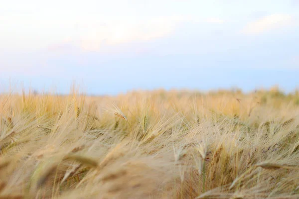 Пшеничное Поле Небо Фон — стоковое фото