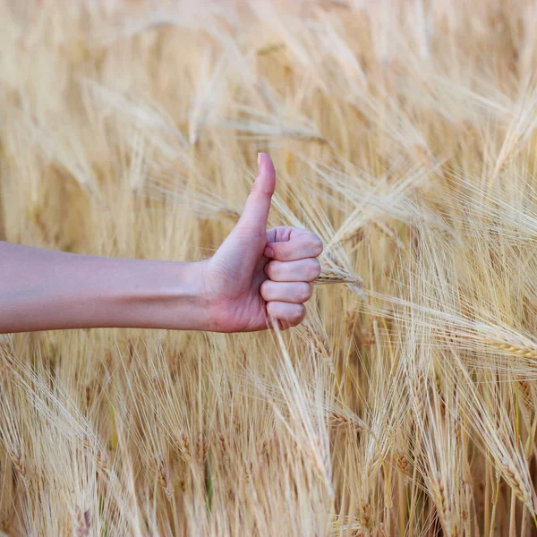 Χέρι Φόντο Πεδίο Σιτάρι Δείχνει Ένα Σημάδι Του Καλού — Φωτογραφία Αρχείου