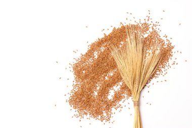 buğday ve spikelets bir beyaz zemin üstüne görüntüleyin. Buğday, ekmek, hasat.