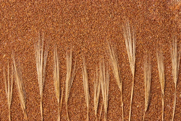 小穗在小麦背景顶视图 — 图库照片