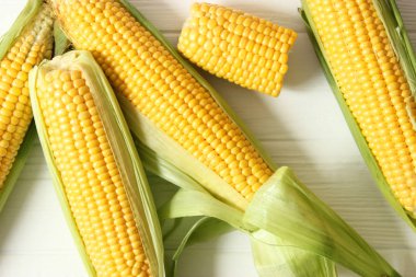 Renkli arka planda taze mısır. Mısır kafalar.