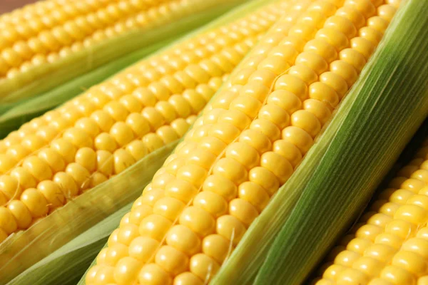 Fresh Corn Colored Background Corn Heads — Stock Photo, Image