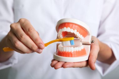 Doctor dentist demonstrates a model of teeth in his hands clipart