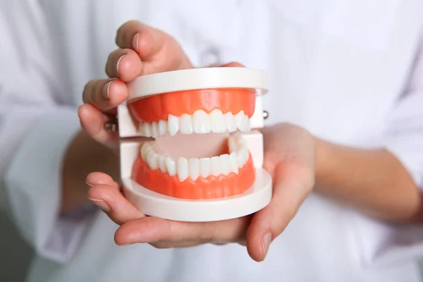Doctor Dentista Demuestra Modelo Dientes Sus Manos — Foto de Stock