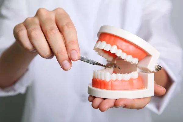 Lekarz Dentysta Demonstruje Model Zębów Jego Rękach — Zdjęcie stockowe