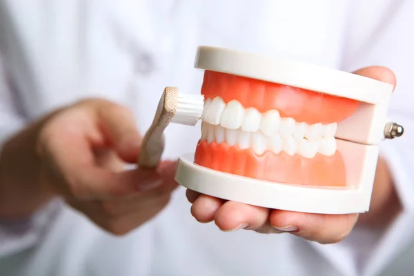 Lekarz Dentysta Demonstruje Model Zębów Jego Rękach — Zdjęcie stockowe