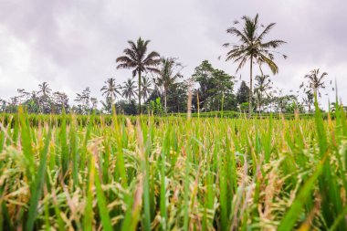 Bali pirinç alanının yakın çekim