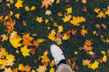 Altın sarı akçaağaç çimlere yapraklar