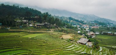Vietnamca pirinç tarlaları güzel manzaralarını.