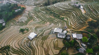 Vietnamca pirinç tarlaları güzel manzaralarını.