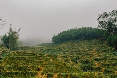 Vietnamca pirinç tarlaları güzel manzaralarını.