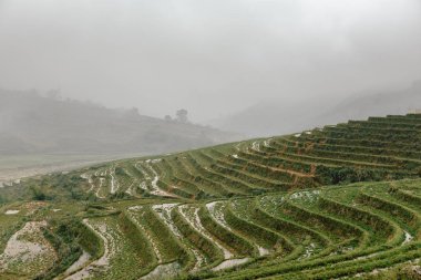 Vietnamca pirinç tarlaları güzel manzaralarını.