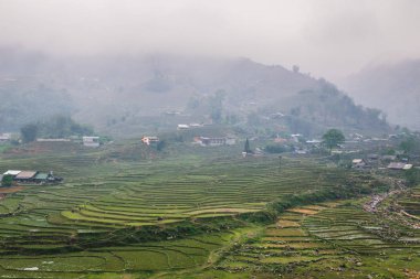 Vietnamca pirinç tarlaları güzel manzaralarını.