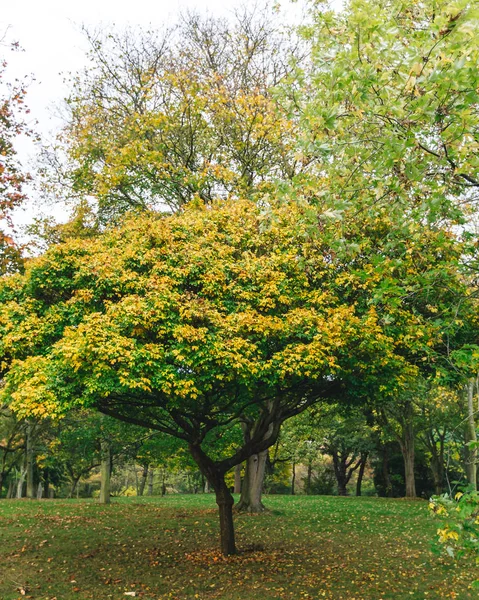 Sonbahar sezonu Park
