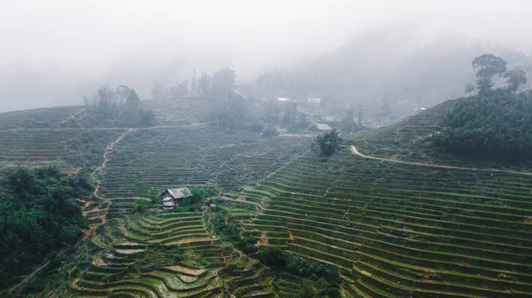 Vietnamca pirinç tarlaları güzel manzaralarını.