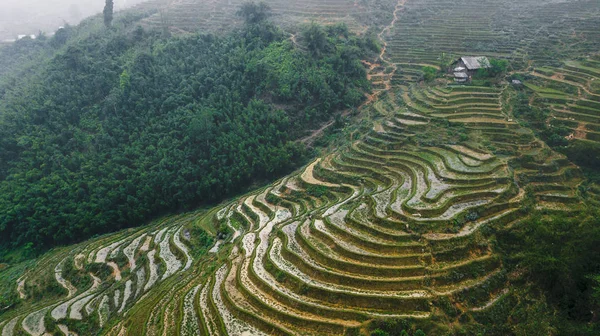Vietnamca pirinç tarlaları güzel manzaralarını.